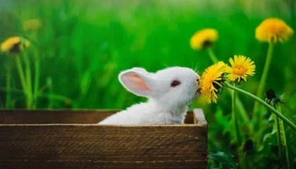 -韩国短道速滑队强势出击冬奥，韩国短道速滑队百度百科